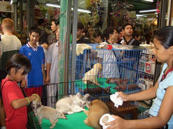  Thailand Bangkok Таиланд - Банкок отзыв - РЫНОК ЧАТУ ЧАК (jatujak market)