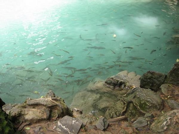  Thailand Bangkok Таиланд - Банкок отзыв Kanchanaburi-River-Kwai - Erawan waterfall Купаешся среди рыбы