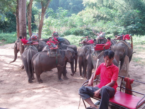  Thailand Bangkok Таиланд - Банкок отзыв Kanchanaburi-River-Kwai - Слоновых ферм, разных, очень много