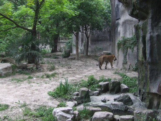 Шанхайский Зоопарк shanhai